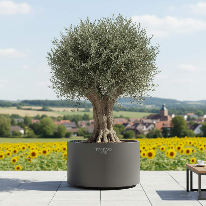 Reifer Olivenbaum an sonnigem Standort auf Terrasse