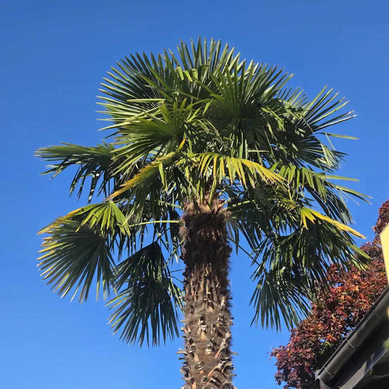 Winterharte Hanfpalme Trachycarpus fortunei ausgepflanzt im Garten