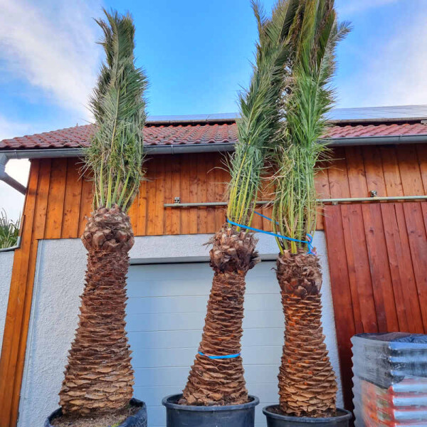 Phoenix Canariensis Kanarische Dattelpalme Kaufen