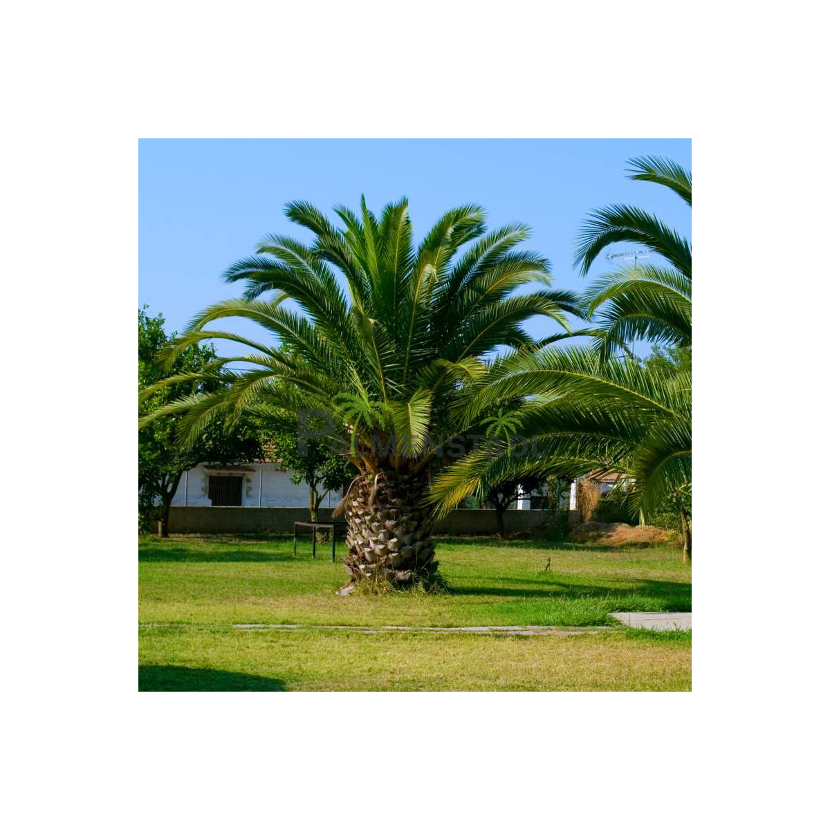 Phoenix Canariensis Kanarische Dattelpalme Kaufen