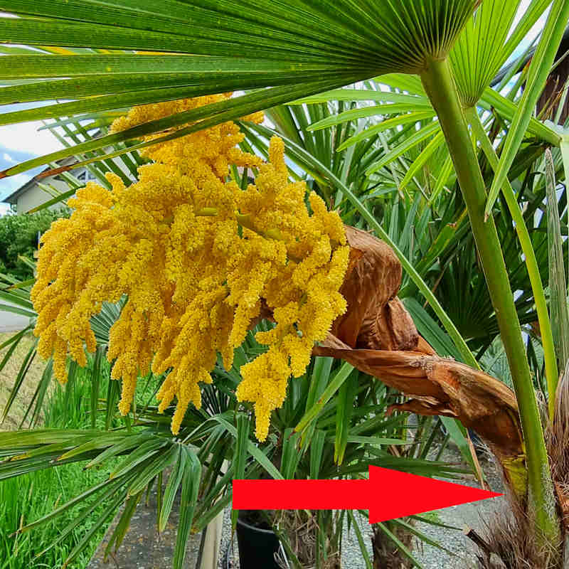 Blütenstand einer Trachycarpus Hanfpalme wird nahe am Ansatz abgeschnitten