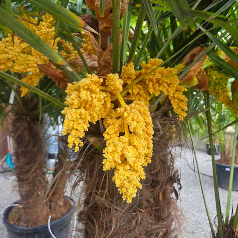 Männlicher Blütenstand einer Trachycarpus Hanfpalme mit gelbem Pollen