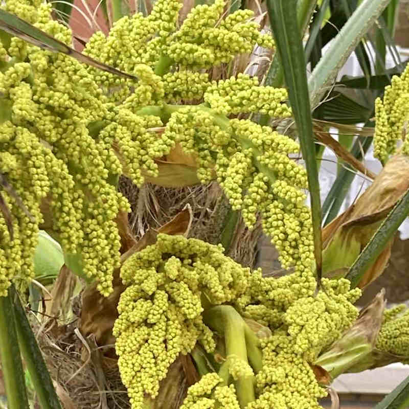 Weiblicher Blütenstand einer Trachycarpus Hanfpalme vor der Bildung von Früchten