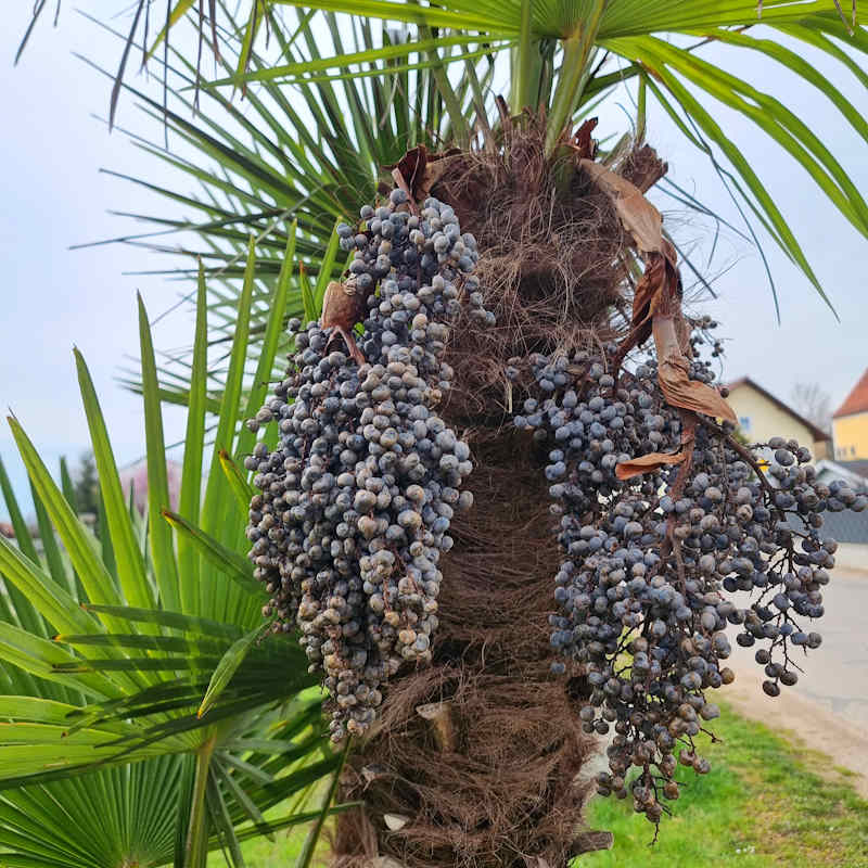 Fruchtstand einer weiblichen Trachycarpus Hanfpalme mit schwarzen Früchten und Samen