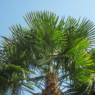 32+ Garten Palme Winterhart, Bei obi erfährst du alles über arten