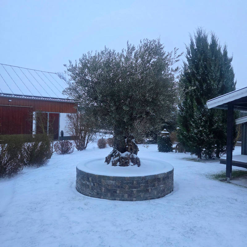Ausgepflanzten Olivenbaum berwintern | Guide