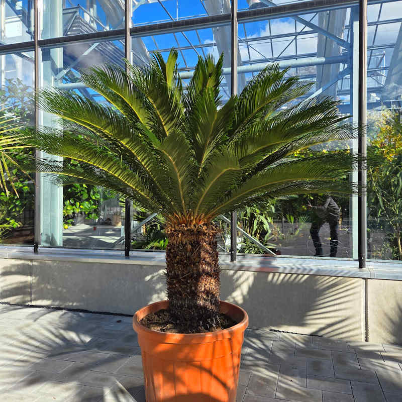 Cycas revoluta mit charakteristischer Wedelkrone und schuppigem Stamm als Kübelpflanze