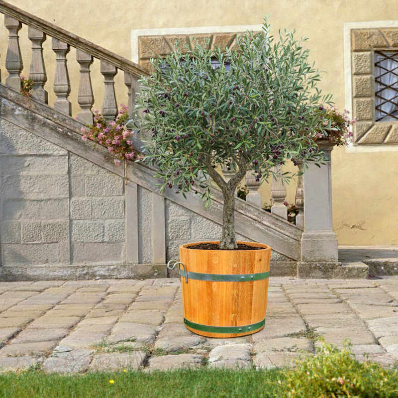 Pflanzkübel Eiche 60x50 cm für mediterrane Pflanzen