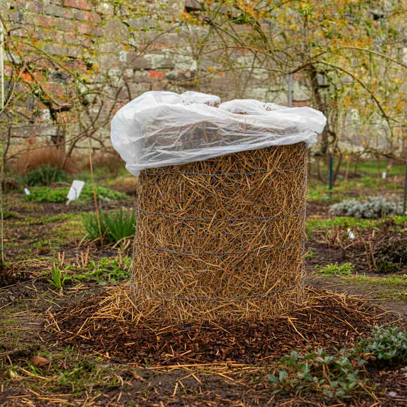 Musa basjoo ausgepflanzt mit Stroh eingewickelt und Vlies als Nässeschutz für den Winter