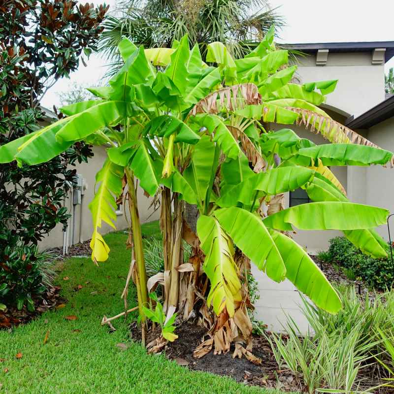 Musa basjoo – winterharte Bananenpflanze mit großen grünen Blättern im deutschen Garten ausgepflanzt