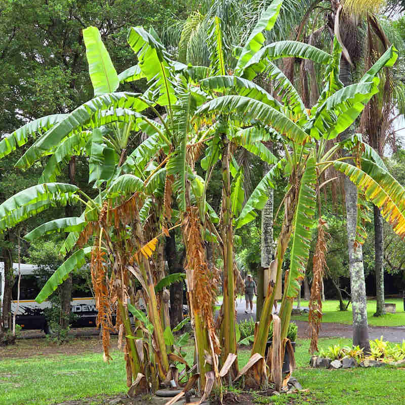 Musa basjoo mit großen grünen Blättern ausgepflanzt als Gartensolitär