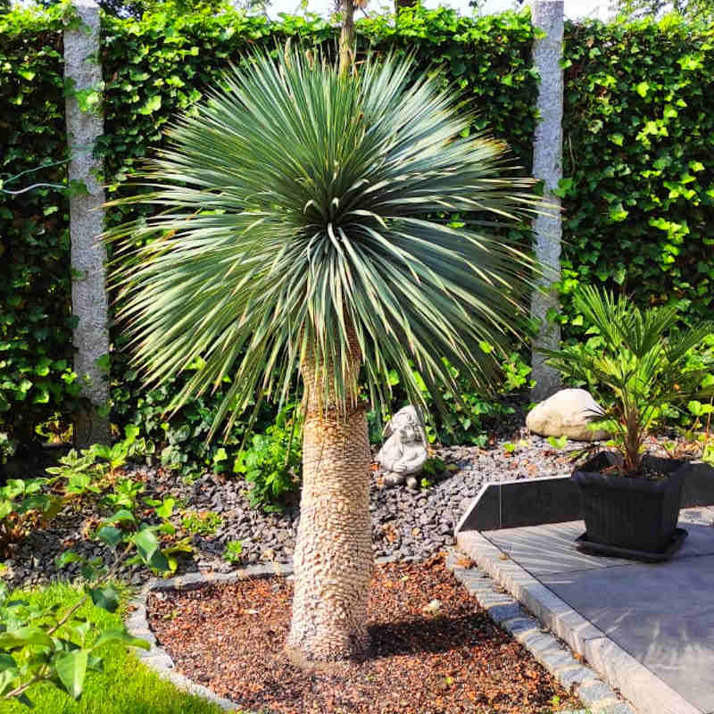 Yucca rostrata mit silberblauem Blattschopf auf schlankem Stamm, ausgepflanzt in sonnigem Gartenbeet