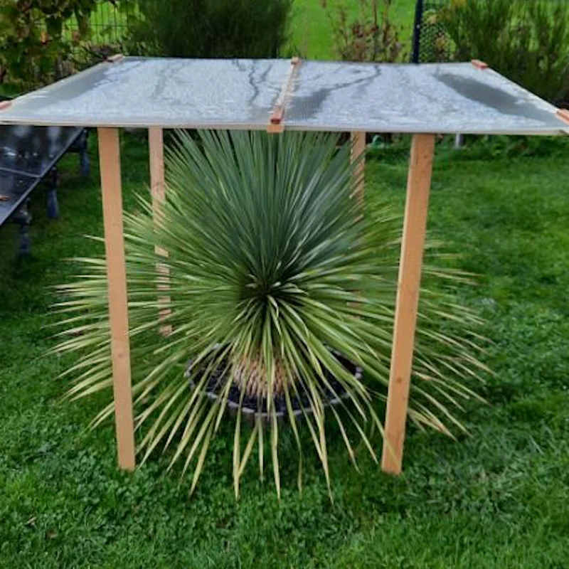 Yucca mit Winterschutz aus Vlies und Mulchschicht am Stammfuß in winterlichem Garten