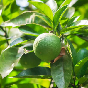 Caipirinha Limette