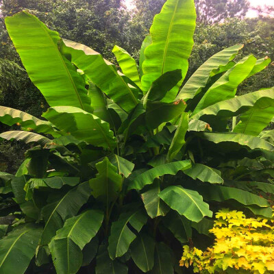 dracaena marginata care indoors Kiwi Dragon Tree – Dracaena ‘kiwi Cane’ main image 0