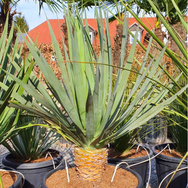 Dracaena draco  Legendrer Baum der Kanarischen Inseln