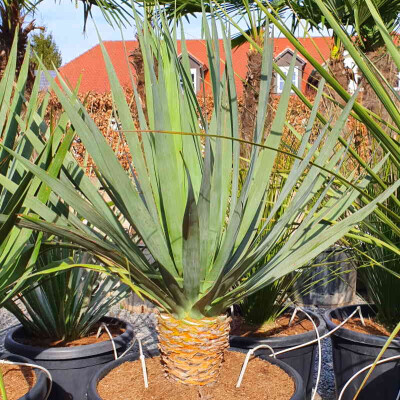 Dracaena draco  Legendrer Baum der Kanarischen Inseln