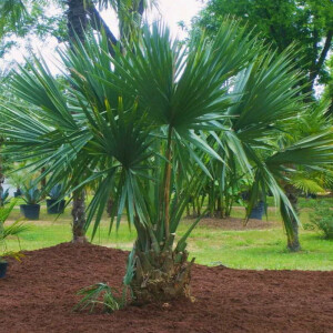Auf welche Punkte Sie zuhause bei der Auswahl von Winterharte palmen günstig kaufen achten sollten