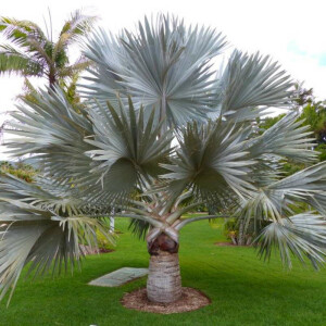 Alle Frostharte palmen zusammengefasst
