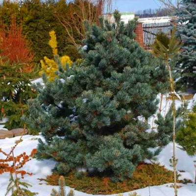 Mädchenkiefer - Pinus Parvif. Penta. Glauca