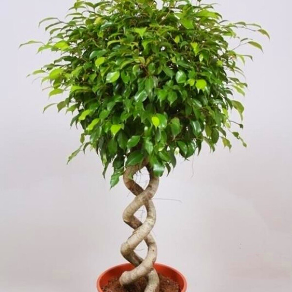 fatsia variegata Fatsia japonica f. variegata – Serres Lavoie main image 0