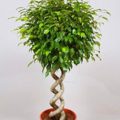 Birkenfeige - Ficus benjamina