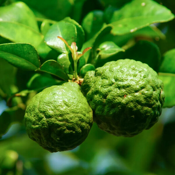 Kaffir Limette - Citrus hystrix, Frisch und exotisch.