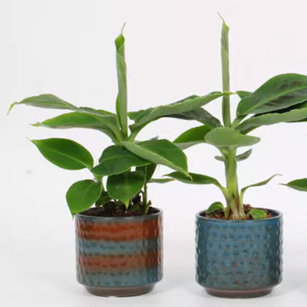 calathea warscewiczii ikea Calathea 'Warscewiczii'
