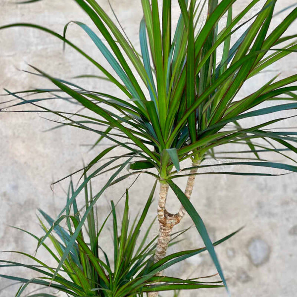 Gerandeter Drachenbaum (Dracaena marginata) kaufen