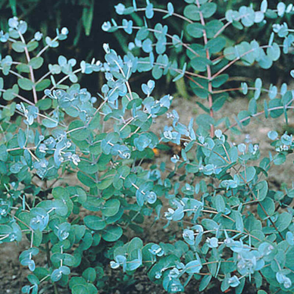 Eucalyptus gunnii  Winterharter Mostgummi-Eukalyptus