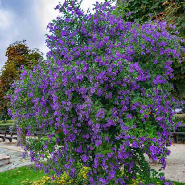 Enzianstrauch pflegen  Solanum rantonnetii im Kbel