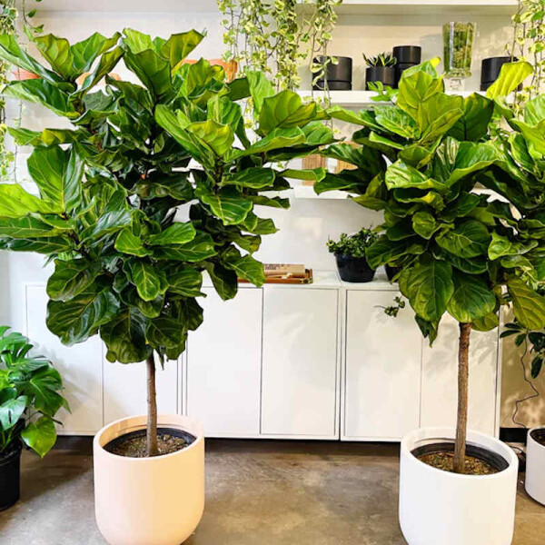 monstera deliciosa fensterblatt Monstera Deliciosa am Moosstab 90cm – Fensterblatt Zimmerpflanze im Üb