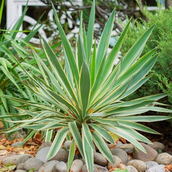 Kerzen-Palmlilie  Winterharte Yucca fr den Garten