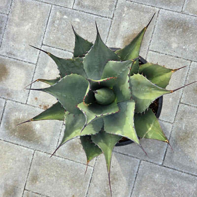 Agaven  Wstenarchitektur fr Garten & Terrasse