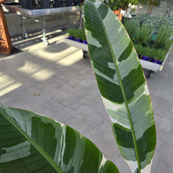 Musa Florida Variegata | Panaschierte Banane