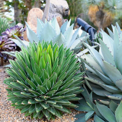 Agaven, Yuccas & Co.