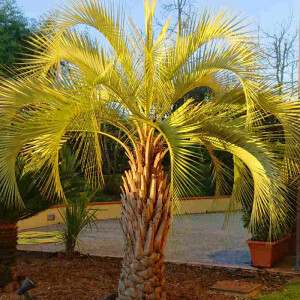 Große palme kaufen - Der Favorit 