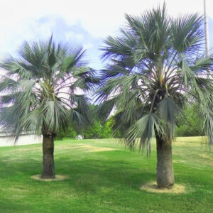 Winterharte palmen günstig kaufen - Die hochwertigsten Winterharte palmen günstig kaufen auf einen Blick!
