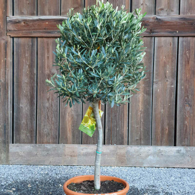 Olivenbaum im Topf