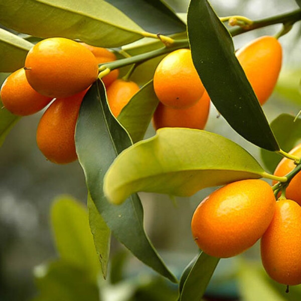 Kumquat  Zwergorange mit essbarer Schale