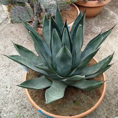 Agave Nigra