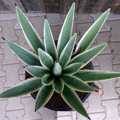 Karibische Agave