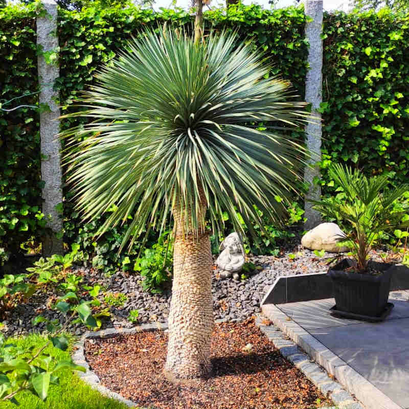 Yucca Rostrata hat braune Spitzen Palmenstadl