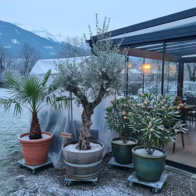 Palmen, Oliven &amp; Oleander im Kübel überwintern - Palmen, Oliven &amp; Oleander im Kübel überwintern