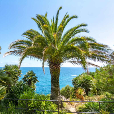 Dattelpalme für Einsteiger | Phoenix Pflege-Guide - Dattelpalme für Einsteiger | Phoenix Pflege-Guide