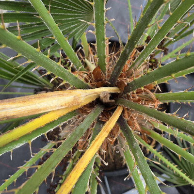 Warum sich junge Palmenspeere aus dem Stamm ziehen lassen - Palmenspeer lässt sich ziehen – was tun? | Palmenstadl