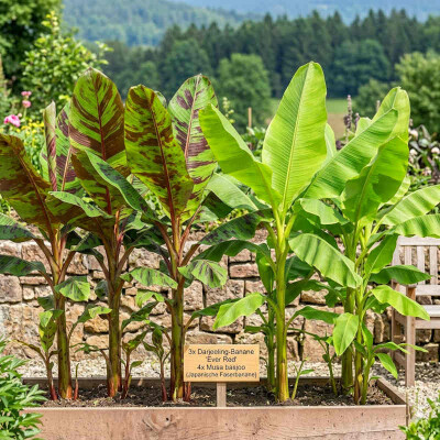 Musa basjoo vs. Musa sikkimensis Ever Red: Der große Vergleich! - Musa basjoo vs. Ever Red – Vergleich, Pflege &amp; Winterschutz