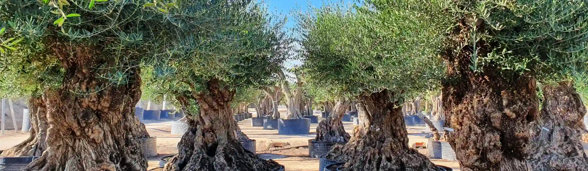 olivenbaum-bonsai_mit_knorrigem_stamm_und_grosser_grünen-krone