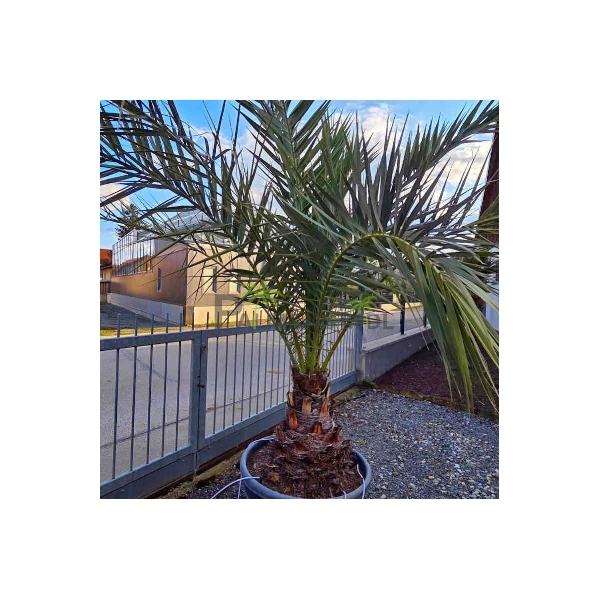 Phoenix dactylifera - echte Dattelpalme box