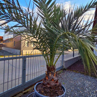 Phoenix dactylifera - echte Dattelpalme